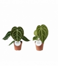 Anthurium