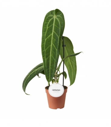 Anthurium