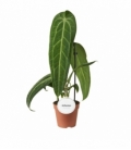 Anthurium