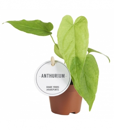 Anthurium