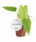 Anthurium