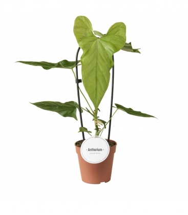 Anthurium