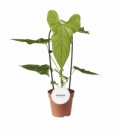 Anthurium