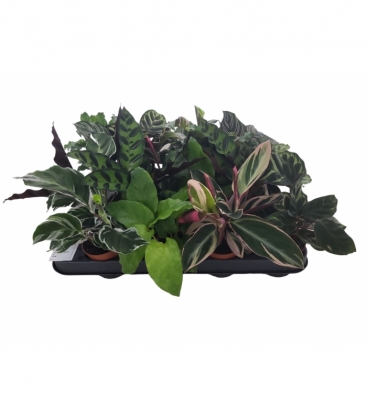 Calathea
