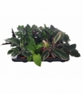 Calathea