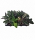 Calathea