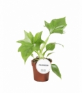 Philodendron