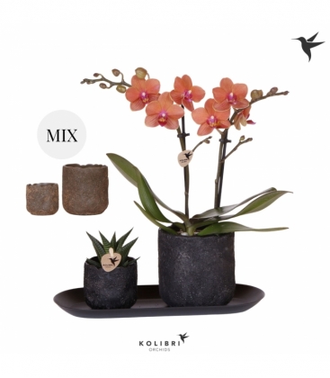 Phalaenopsis