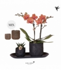 Phalaenopsis