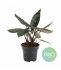 Alocasia