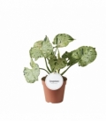 Syngonium
