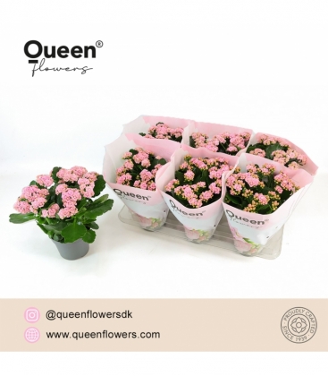 Kalanchoe