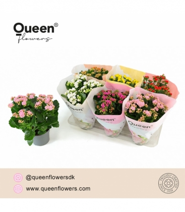 Kalanchoe