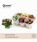 Kalanchoe