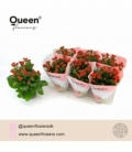 Kalanchoe