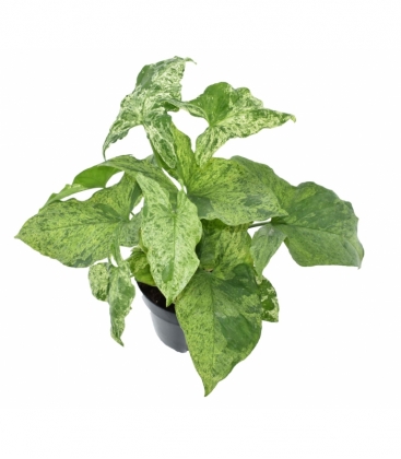 Syngonium