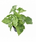 Syngonium