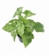 Syngonium
