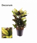 Croton