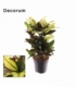 Croton