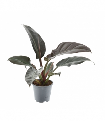 Philodendron