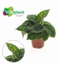 Homalomena