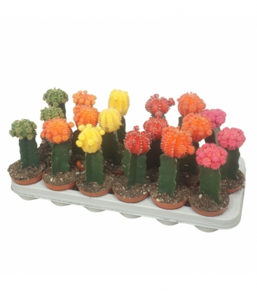 Gymnocalycium