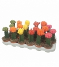 Gymnocalycium