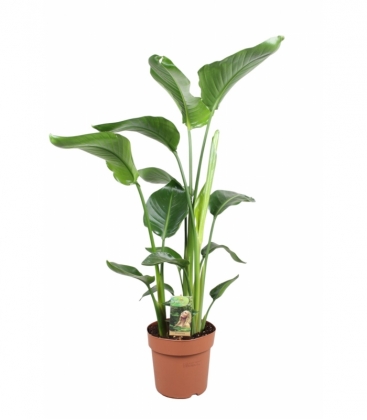 Strelitzia