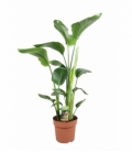 Strelitzia