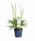 Agapanthus