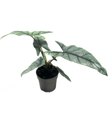 Alocasia