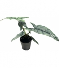 Alocasia