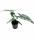 Alocasia