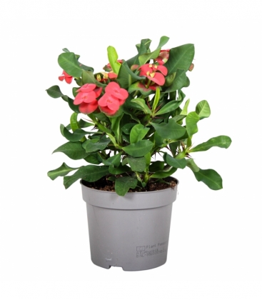 Euphorbia