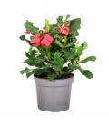 Euphorbia