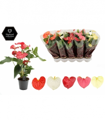Anthurium