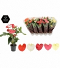 Anthurium