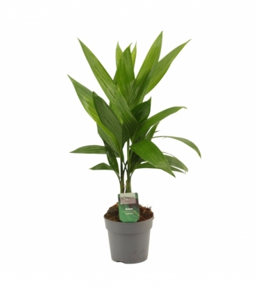 Areca