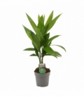 Areca