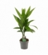 Areca
