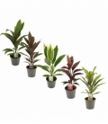 Cordyline