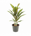 Cordyline