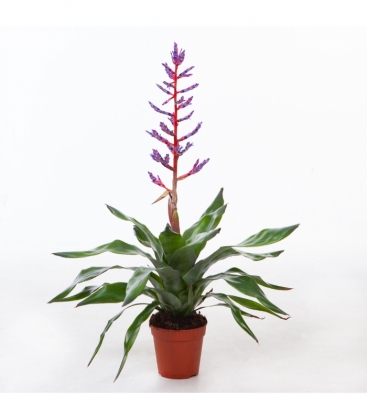 Aechmea