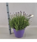 Lavandula