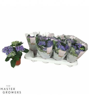Hydrangea