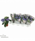 Hydrangea