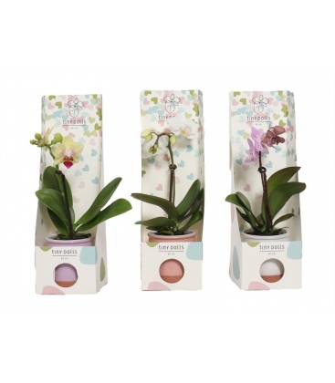 Phalaenopsis
