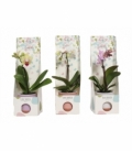 Phalaenopsis