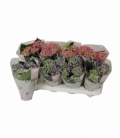 Hydrangea